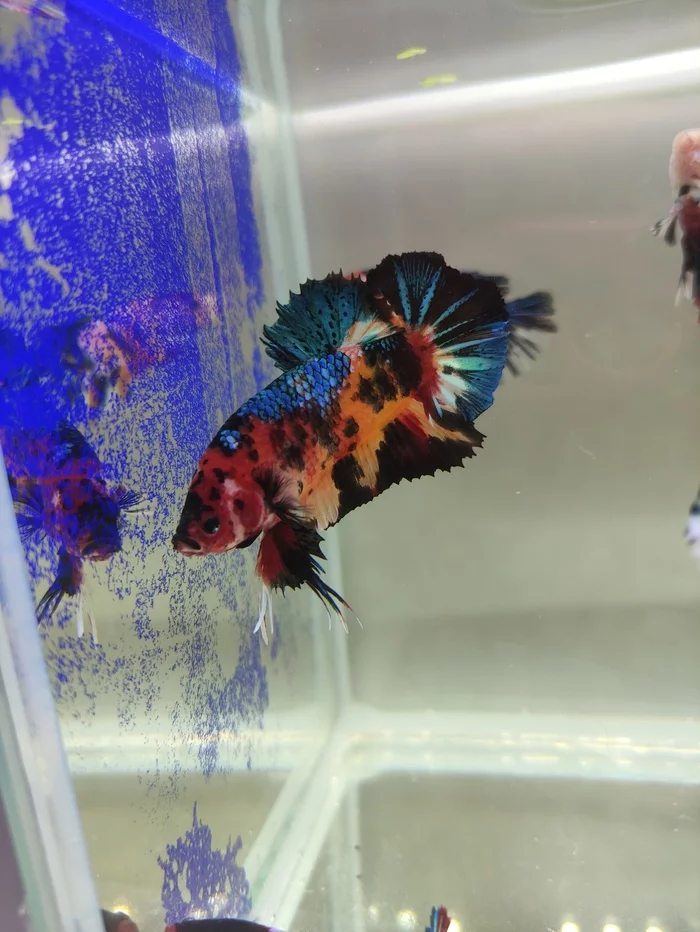 Cockerel poster giant Fancy, samurai and others - My, Cockerel fish, Aquarium, Aquarium, Распродажа, Selection, Breeding, Hobby, Beautiful, Video, Video VK, Longpost, Aquarium fish