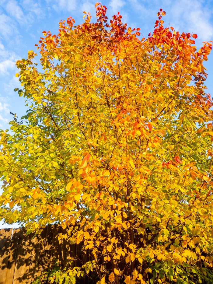 golden bird cherry - My, Mobile photography, beauty of nature, Autumn, Siberia