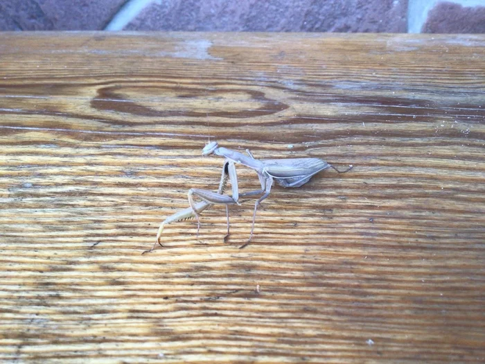 And here again - My, The photo, Mantis, Insects