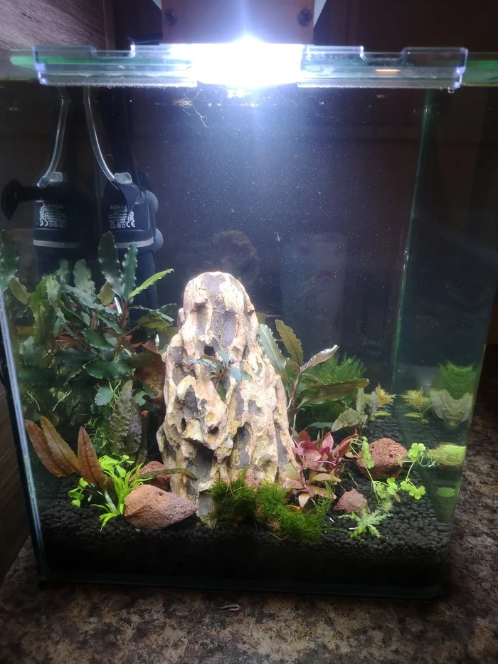 My aquarium is 30 liters - My, Aquarum, Aquarium plants, Hobby, Longpost