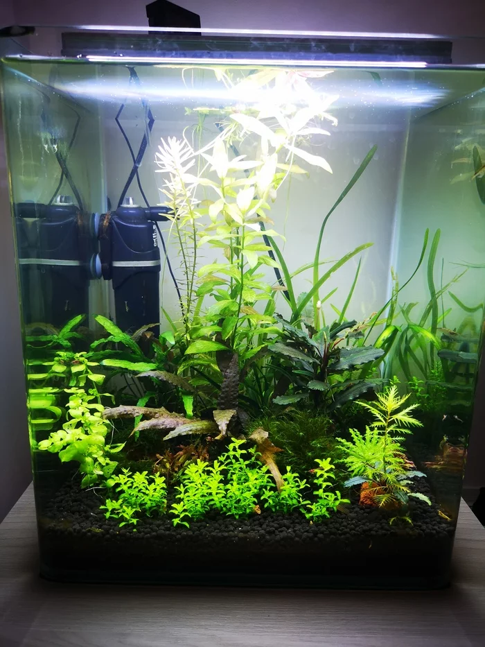 My aquarium is 30 liters - My, Aquarum, Aquarium plants, Hobby, Longpost