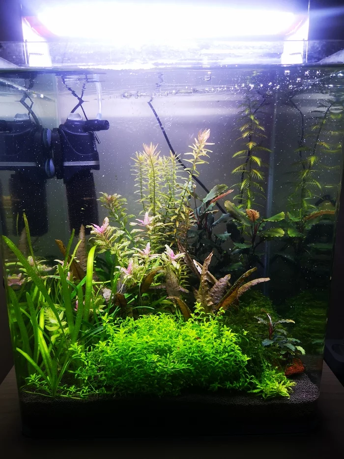 My aquarium is 30 liters - My, Aquarum, Aquarium plants, Hobby, Longpost