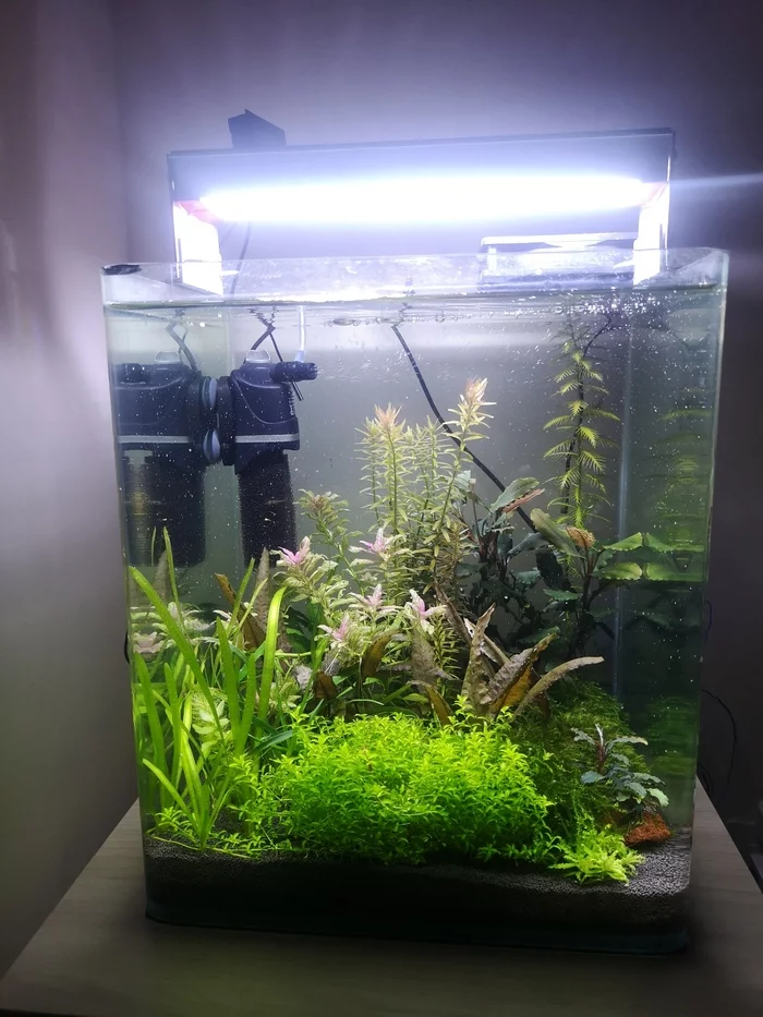 My aquarium is 30 liters - My, Aquarum, Aquarium plants, Hobby, Longpost