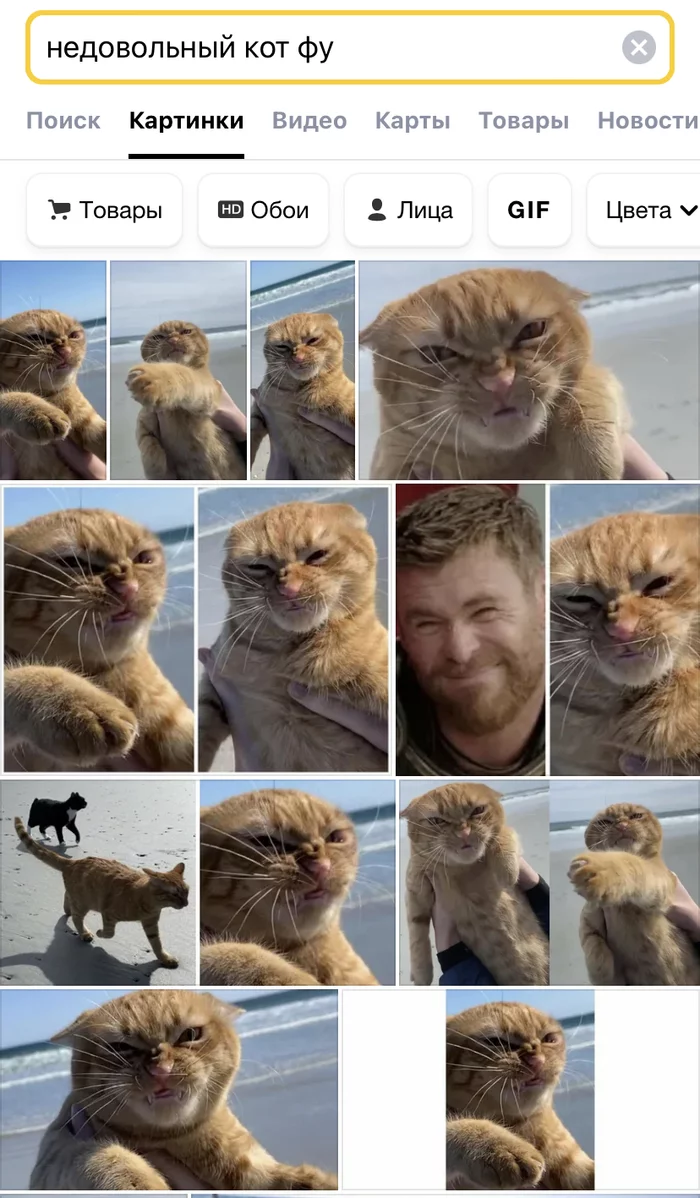 Interesting cat in the search engine - My, Search engine, Humor, Chris Hemsworth, Thor, cat, Memes