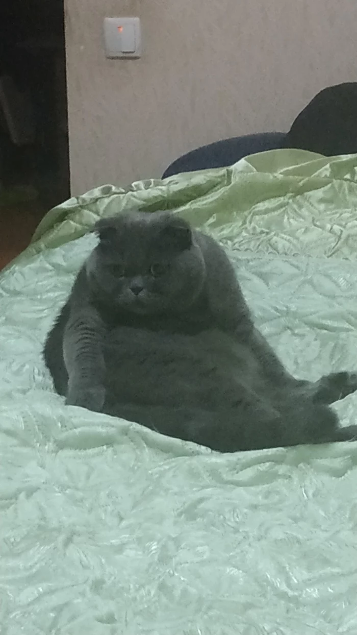 Farewell brother... - My, Obituary, Negative, cat, Scottish lop-eared, Longpost, Death