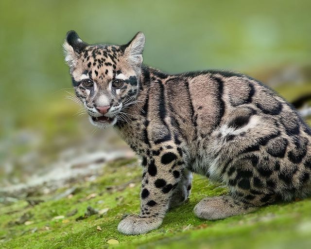 clouded leopard cub - Clouded leopard, Rare view, Big cats, Predatory animals, Mammals, Animals, Wild animals, The photo, Young, Cat family