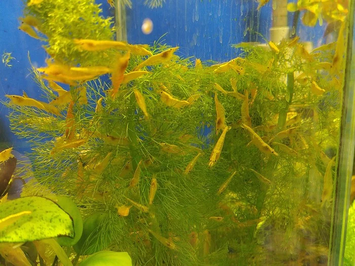 Shrimps as garlands - My, Aquarium, Aquarium, Breeding, Beautiful, Garland, Shrimps, Aquarium shrimp, Christmas tree