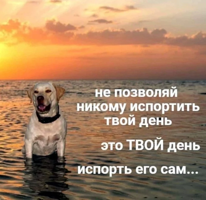 Мотивация на понедельник - Мотивация, Мемы, Картинка с текстом, Собака