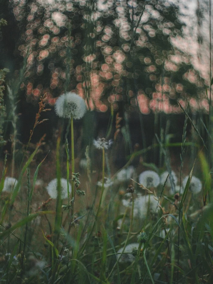 Dandelions - My, Dandelion, Sunset, beauty, Canon, The photo, beauty of nature