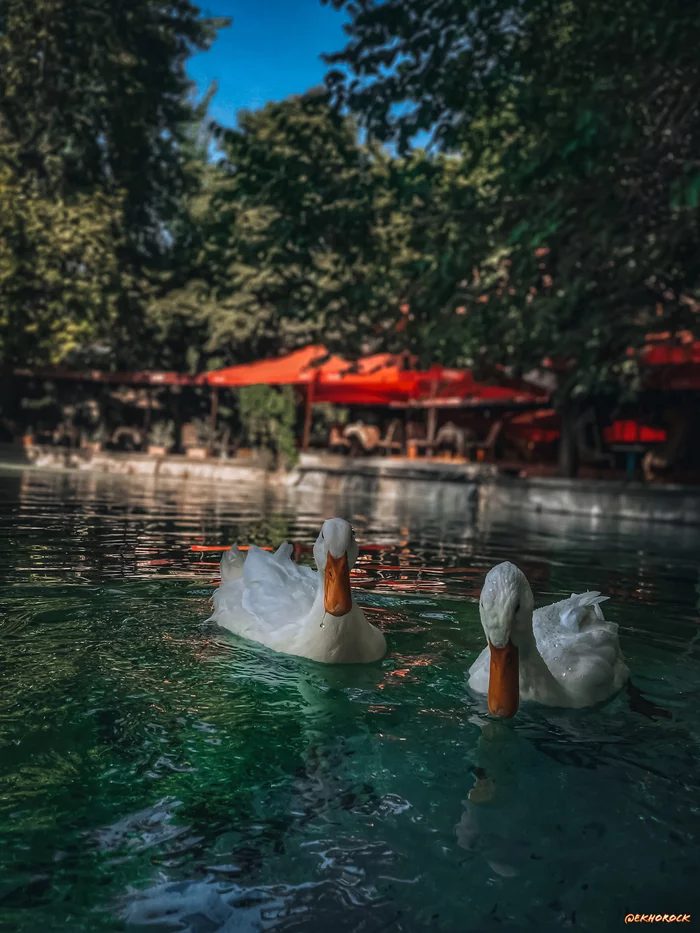 orange-billed ducks - My, Duck, Birds, Pond, Water, The park, Square, Town, Armenia, The photo, Mobile photography, Longpost, Yerevan