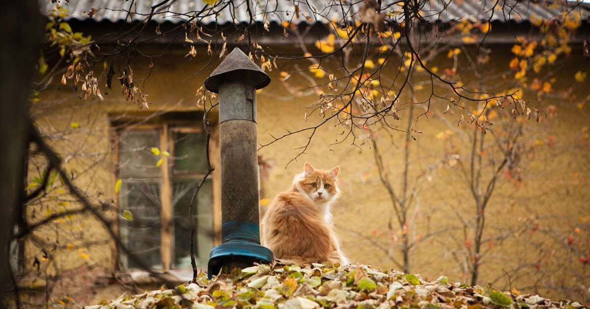 Осеннее настроение картинки прикольные. Осенний кот в деревне. Кот осень дождь. Осенние котики в деревне. Осень кот деревня.