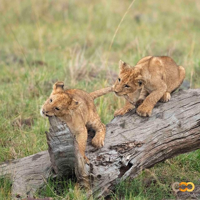 Biters - a lion, Rare view, Big cats, Cat family, Mammals, Animals, Wild animals, wildlife, Nature, Reserves and sanctuaries, Masai Mara, Africa, The photo, Lion cubs, Animal games, Kus, Predatory animals, Tail