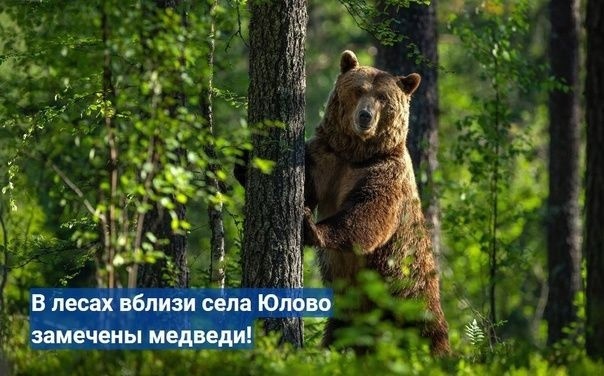 Bears in the Ulyanovsk region - Ulyanovsk, Ulyanovsk region, Repost, Attention, Urgently, The Bears