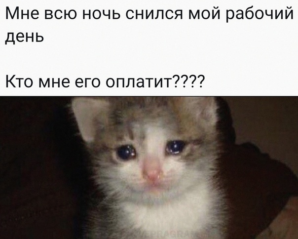 Pain - Picture with text, Humor, Work, Memes, cat, Dream