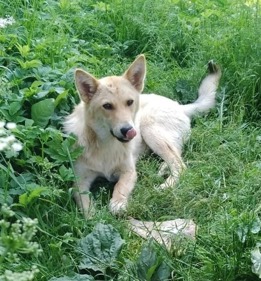 Lonely pensioner feeds homeless cats and dogs and asks for help - No rating, In good hands, Kaluga region, cat, Dog, Homeless animals, Helping animals, Longpost, Moscow region