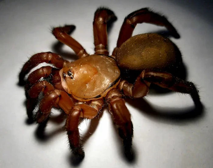 African Mason Spider: Weaves an entire hole out of its web, which turns into a death trap for creatures passing by - Spider, Arthropods, Animal book, Yandex Zen, Longpost