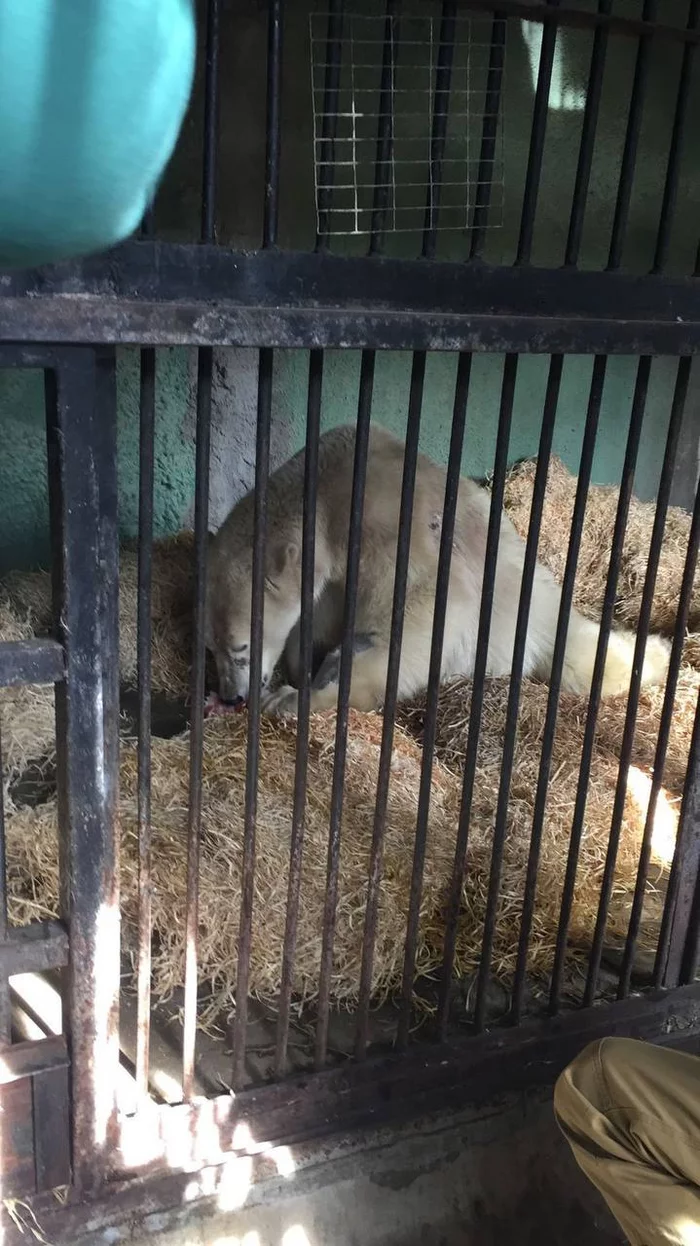 Continuation of the post And again the polar bear is in trouble - Polar bear, Animal Rescue, Wild animals, Rare view, Red Book, Moscow Zoo, A life, Treatment, Расследование, Reply to post, The Bears