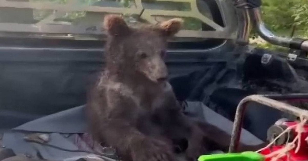 Бешеный мед. Опасный медведь. Медведь в Турции объелся меда. В Турции спасли медведя.