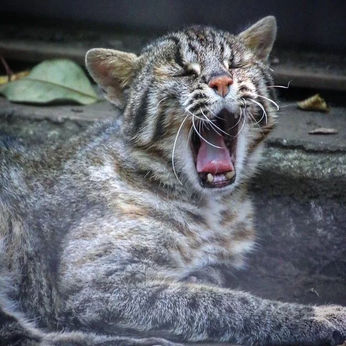 Goodnight! - Far Eastern Forest Cat, Rare view, Bengal cat, Dream, Cat family, Predatory animals, Mammals, Animals, Wild animals, Zoo, The photo, Yawn, Longpost, Small cats