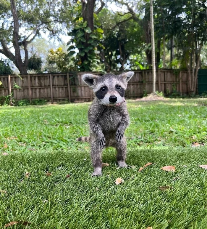 baby - Raccoon, Predatory animals, Wild animals, Young