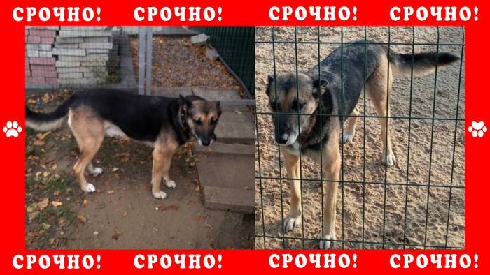 Пропала собака в г. Наро-Фоминск Пропала собака, Найдена собака, Собака, Наро-фоминск, Без рейтинга