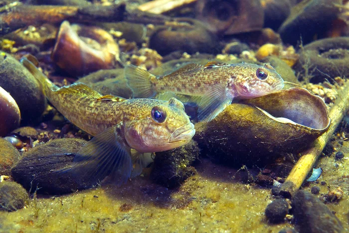 Round goby: A fish with a funny name threatens to destroy the aqua fauna of the Great Lakes and poison people. What's wrong with her? - Goby, A fish, Animal book, Yandex Zen, Longpost