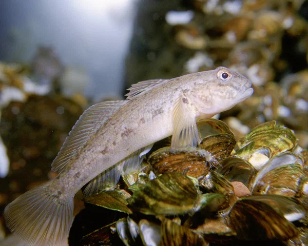 Round goby: A fish with a funny name threatens to destroy the aqua fauna of the Great Lakes and poison people. What's wrong with her? - Goby, A fish, Animal book, Yandex Zen, Longpost