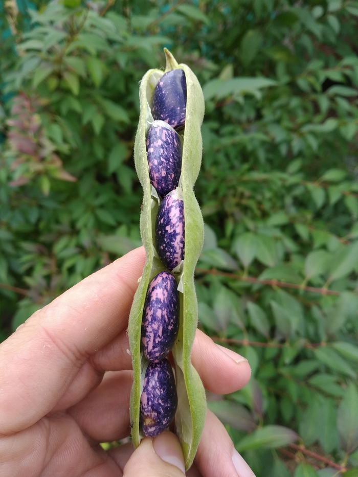 Космическая фасоль