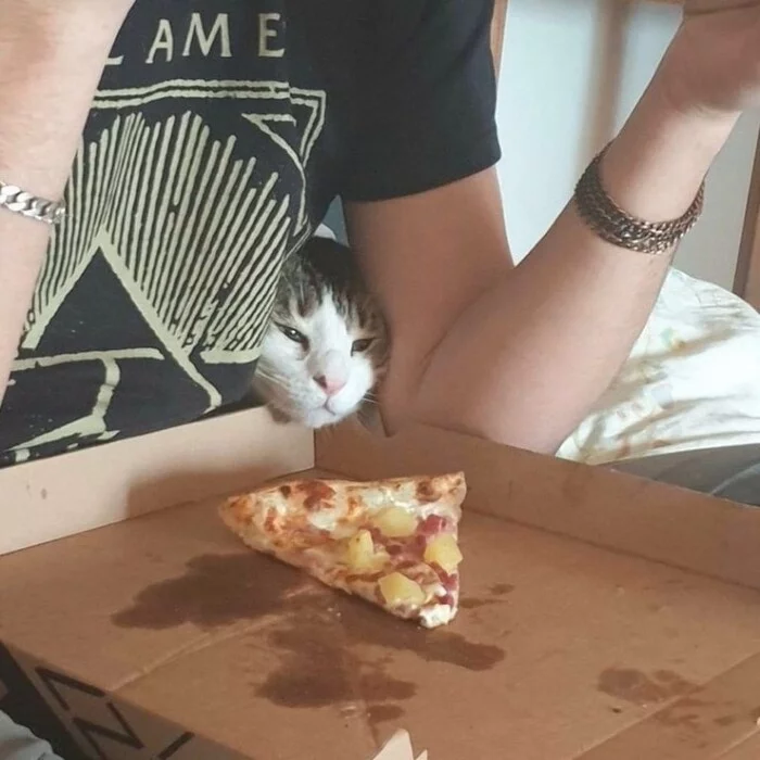 I just take a look... - cat, Pizza, Fat cats, Muzzle will crack, From the network