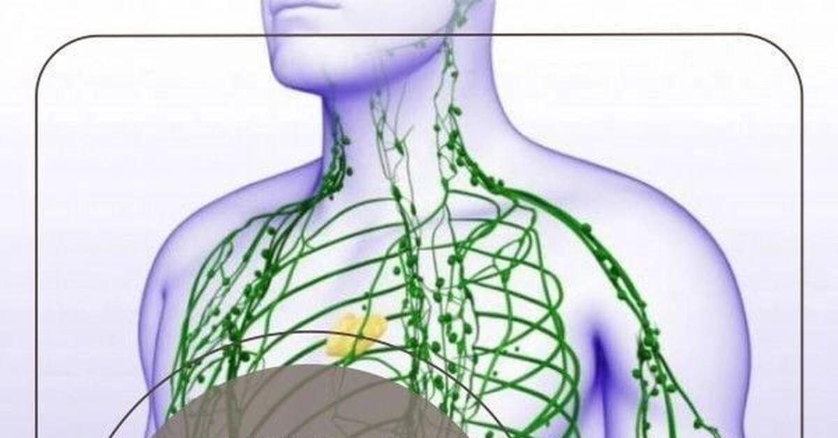 Лимфа | Пикабу