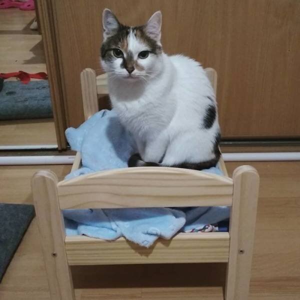 Кроватки для котиков | Пикабу