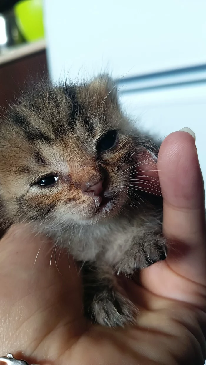 Kitten needs help - Kittens, Helping animals, Feeding, Longpost, cat, Care and maintenance