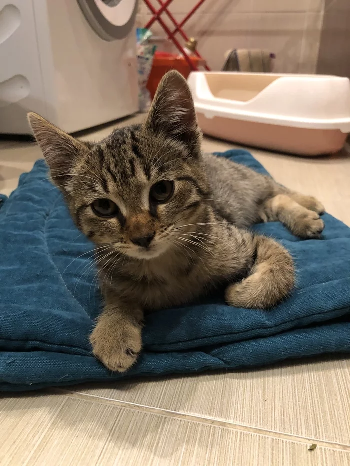 Kitten in good hands - My, cat, Helping animals, In good hands, Moscow, No rating, We are looking for, Pets, Homeless animals, Help, Longpost, Kittens