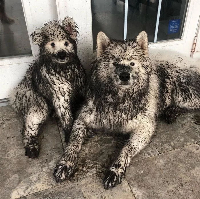 Dirty dog ??is a happy dog - Animals, Dog, Humor, Samoyed, Repeat