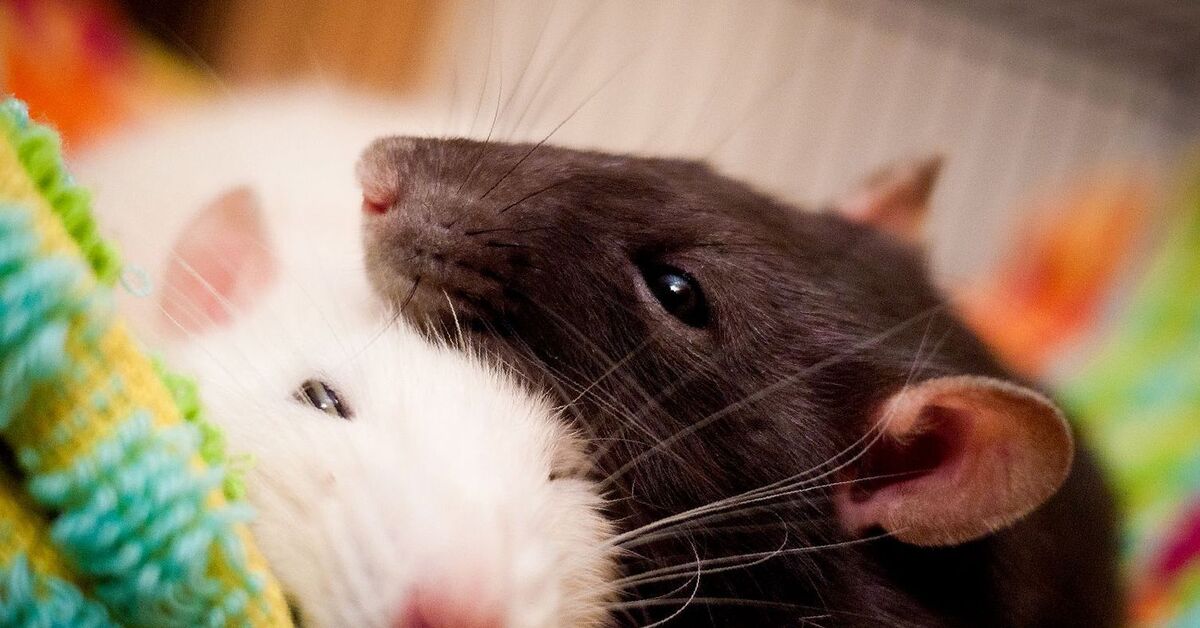 Милая мышь. Крыса. Крысы домашние. Милые крысы. Крысы домашние милые.