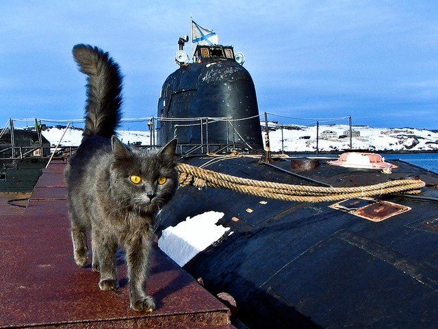 Severe submariners - Paws, Submarine, North, cat