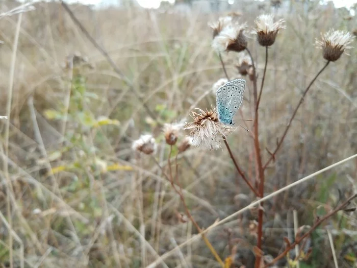 Autumn - My, Autumn, Photo on sneaker, Ryazan, No filters