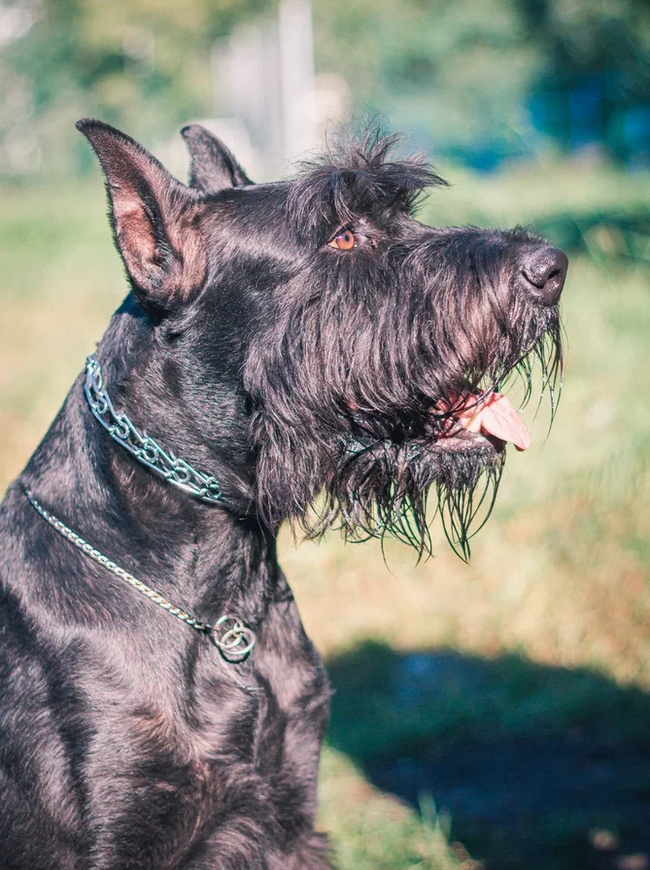 A Day in the Life of a Schnauzer - My, Dog, Pets, Giant schnauzer, Nature, Longpost, The photo