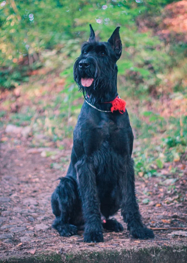 A Day in the Life of a Schnauzer - My, Dog, Pets, Giant schnauzer, Nature, Longpost, The photo