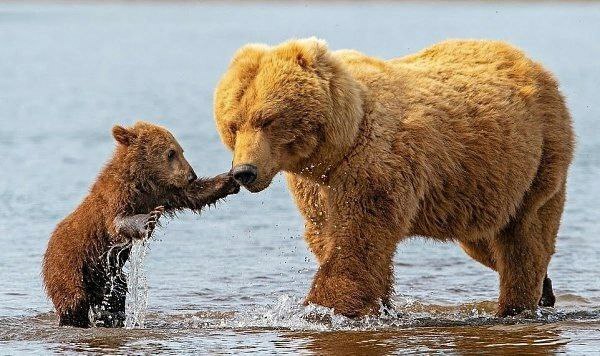 Write a description for the photo - Crossposting, Pikabu publish bot, The Bears, Teddy bears, Wild animals, The photo