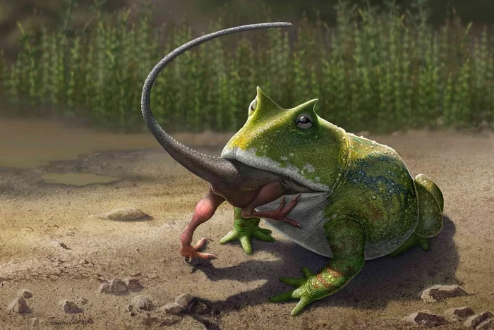 DINOSAUR EATER FROG - My, Around the world, Scientists, The science, Informative, Paleontology, Nauchpop, Research, Biology, Facts, Toad, Wild animals, Dinosaurs, Extinct species, Animal book, Reptiles, Longpost, Animals