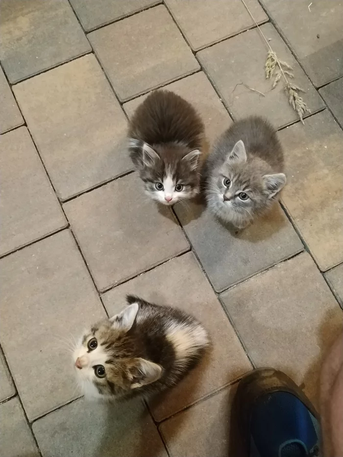 Help with the kittens, please. Podolsk MO - My, Kittens, In good hands, Longpost, cat, No rating