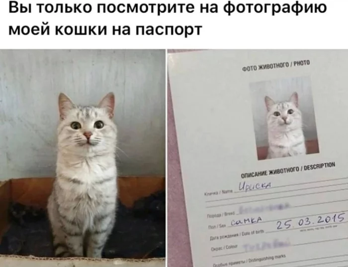 Definitely better than mine - Picture with text, cat, The photo, The passport, Pets, Photogenic, Photoshop