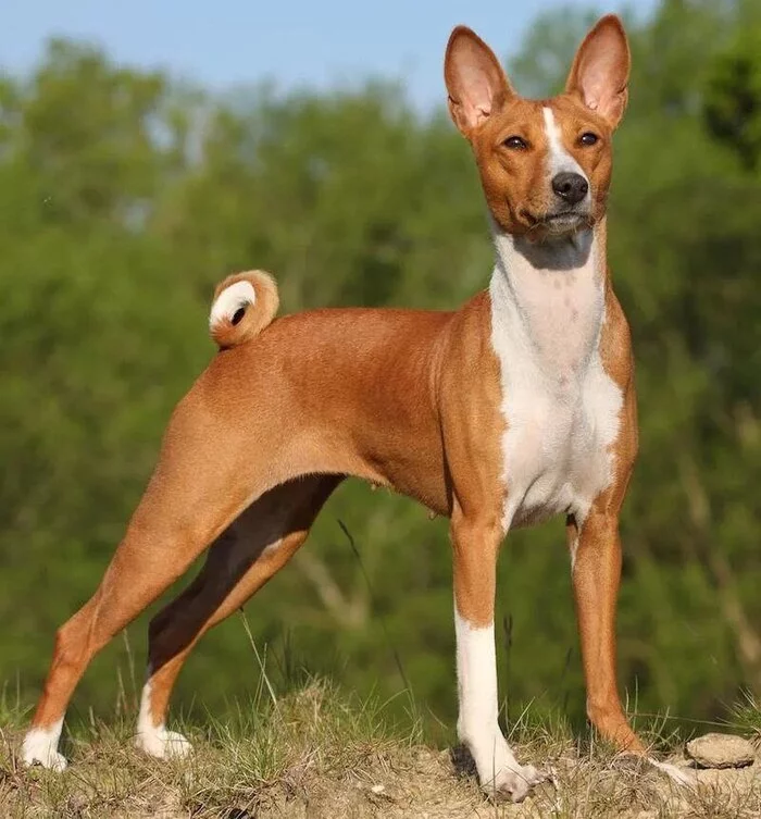 Fact of the Day #4: African Basenji Dogs Can't Bark - Dog, Interesting, Facts, Briefly