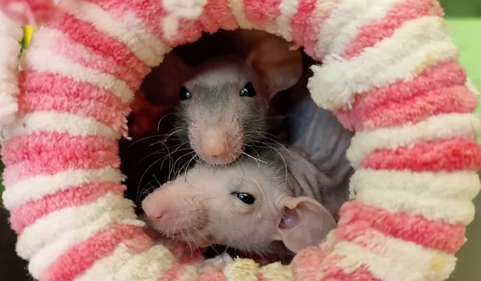 When you are so beautiful :) - My, Rat, Pets, Rodents, Video