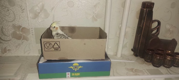 For the airborne forces! - My, A parrot, Corella, Dry ration, Airborne forces