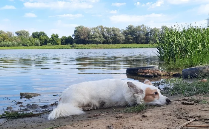 Last warm days - My, Dog, River, Volga river, The photo