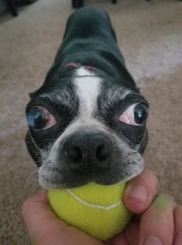 Eyes are just space - Pets, Laugh, Ball, Are you a cho dog?, Eyes, Sport, Dog