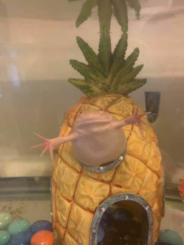 Кто проживает на дне океана?