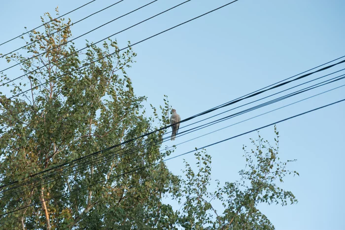 Solfeggio - My, Birds, The wire, Music, Longpost